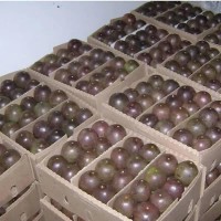 Passion fruits from Uganda